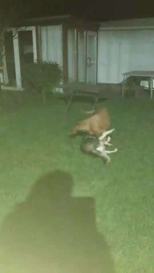 Schattenseiten der Hundehaltung-Beitrag-Bild