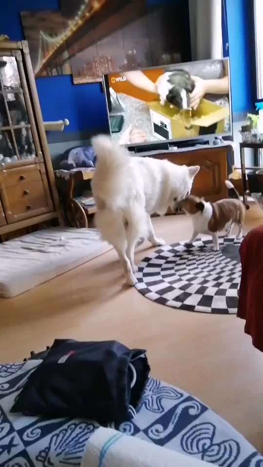 Zeigt hier Euer liebstes Video Eurer Hunde-Beitrag-Bild