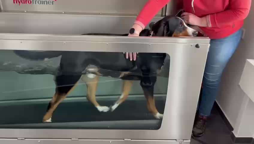 Hüftdysplasie-Beitrag-Bild