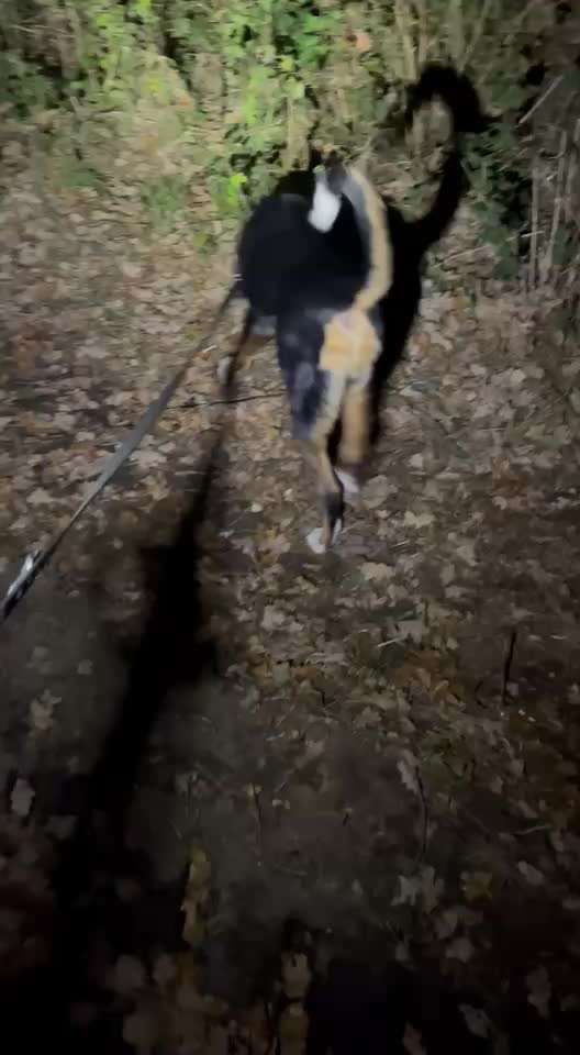 Gangbild/-analyse-Beitrag-Bild