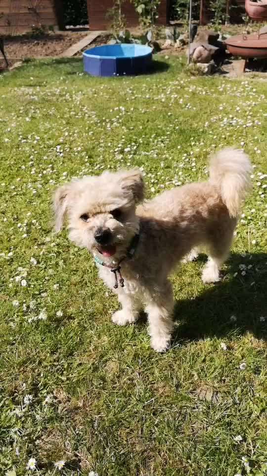 TierschutzhundeStammtisch🐕-Beitrag-Bild