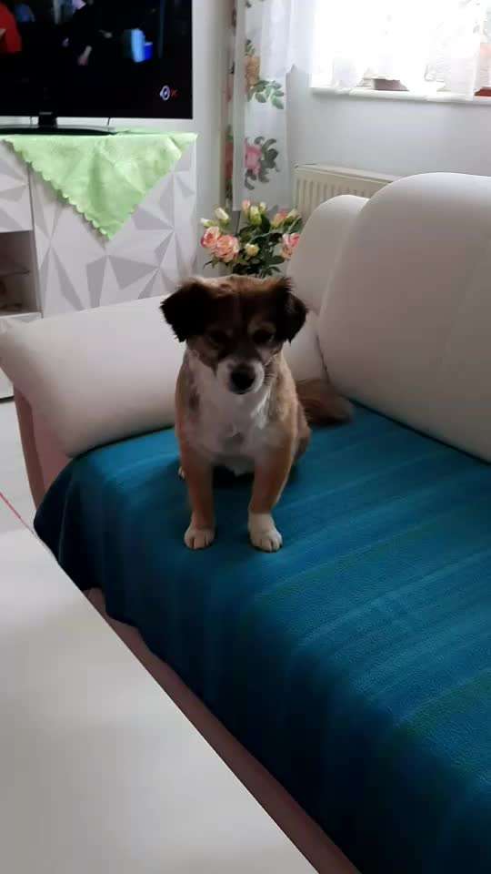 Unsere Fellnasen-Vielfalt im Überblick!-Beitrag-Bild