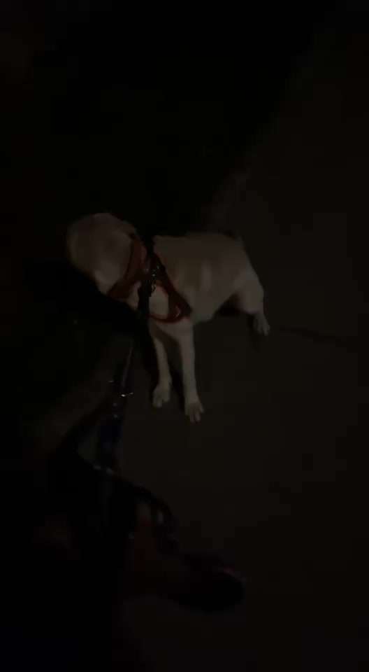 Weigert sich spazieren zu gehen-Beitrag-Bild