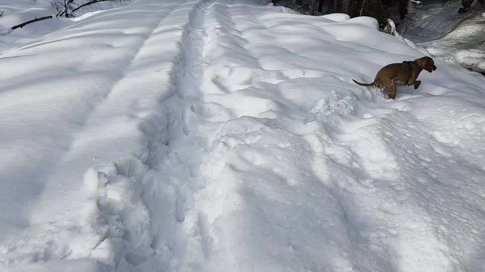 Impulskontrollübung 67: Laufbilder mit dem Hund 📸-Beitrag-Bild