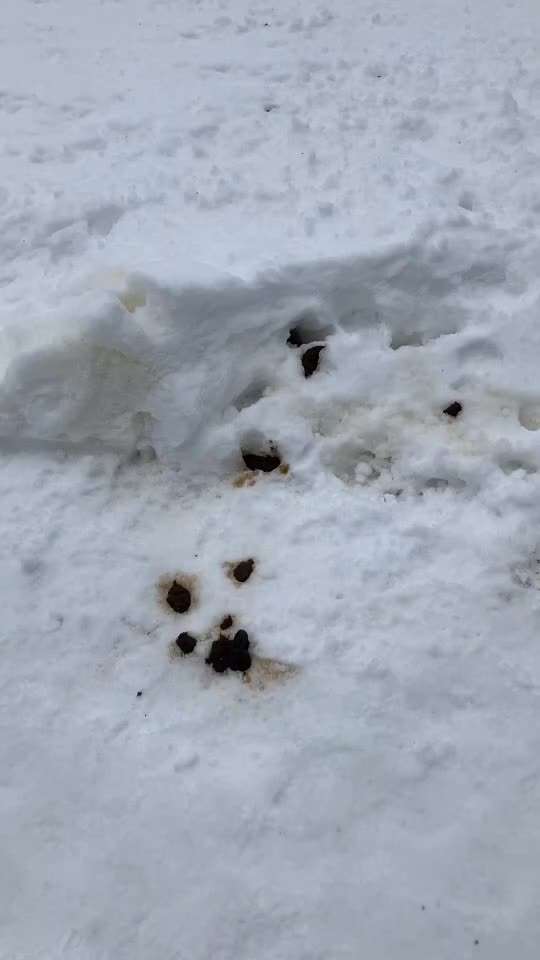 Heikles Thema: Kot überall aufsammeln oder nicht?-Beitrag-Bild