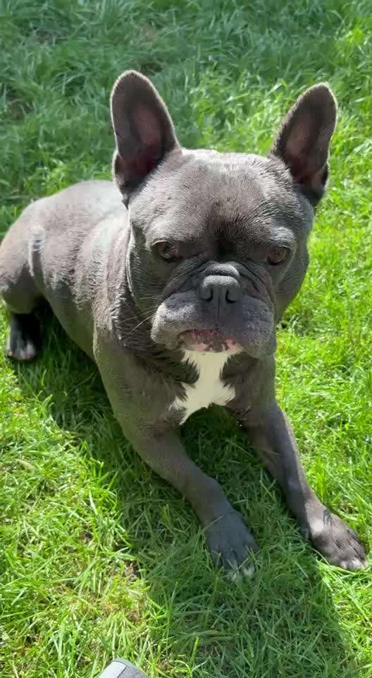 aktuelles Foto Gruppe Französische Bulldogge