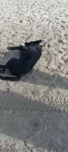 Labradorfans-Beitrag-Bild