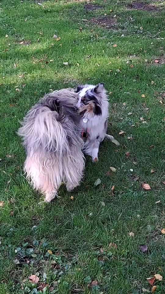 Freddys Kummerkasten-Beitrag-Bild