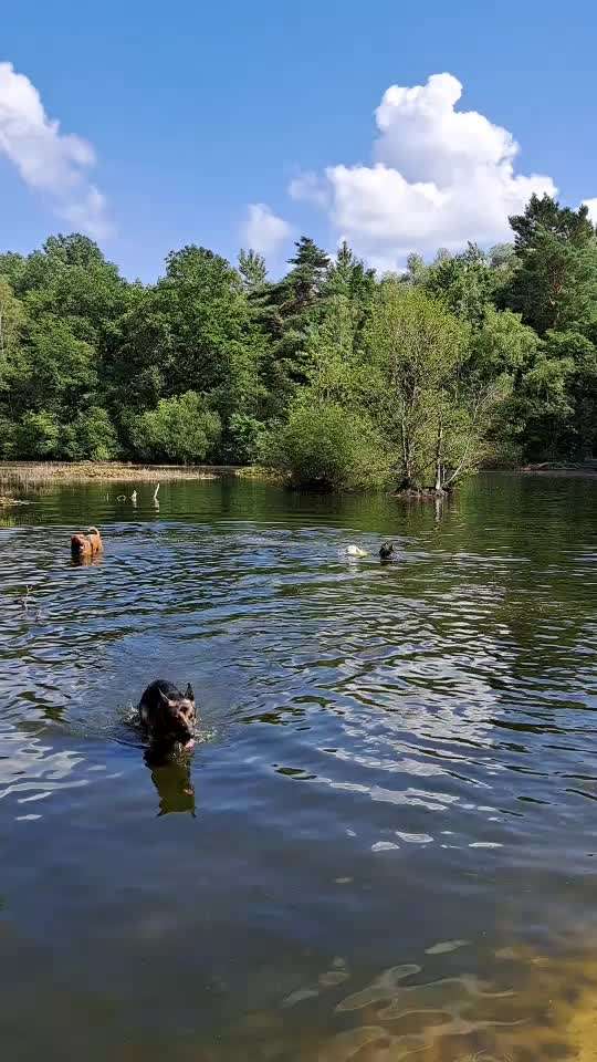 Freddys Kummerkasten-Beitrag-Bild