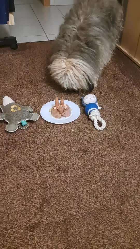 Hat euer(e) Hund(e) Lieblingsspielzeug, das er/sie seit Jahren hat ?-Beitrag-Bild