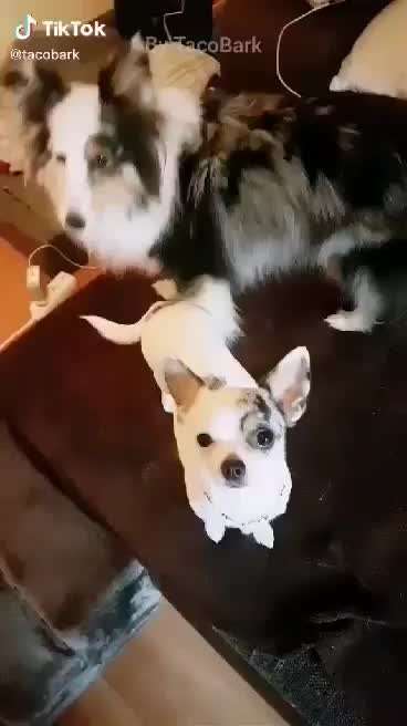 Hunde Memes-Beitrag-Bild