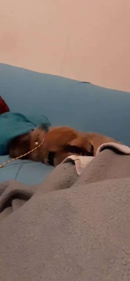 Wie kamst du zu deinem Hund?-Beitrag-Bild