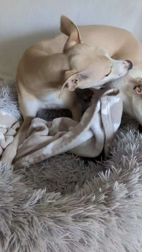 Windhunde - Treffen der besonderen Schönheiten
HERZLICH WILLKOMMEN-Beitrag-Bild