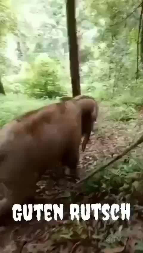 Windhunde - Treffen der besonderen Schönheiten
HERZLICH WILLKOMMEN-Beitrag-Bild