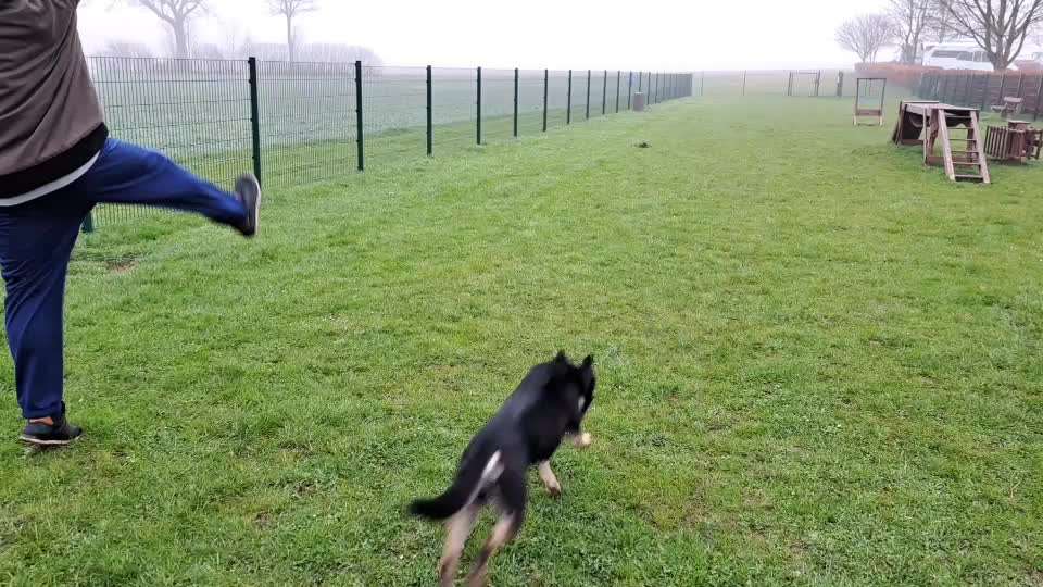 Badeurlaub mit Hund (innerhalb Deutschland)-Beitrag-Bild