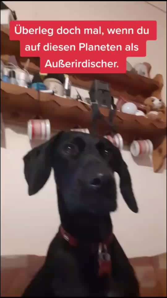 Hunde Memes-Beitrag-Bild
