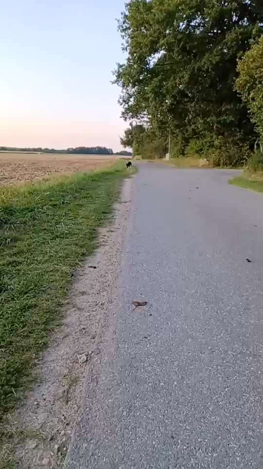 Alles rund um den Schäferhund, diskutieren erwünscht.-Beitrag-Bild