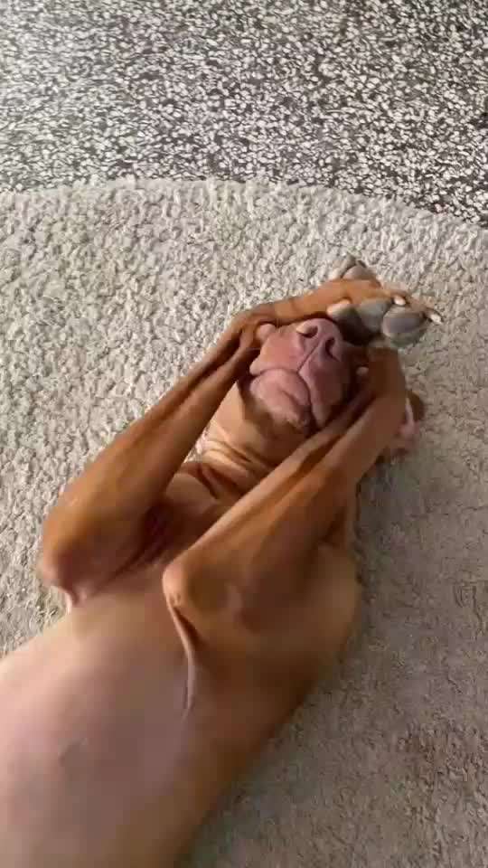 Hunde Memes-Beitrag-Bild