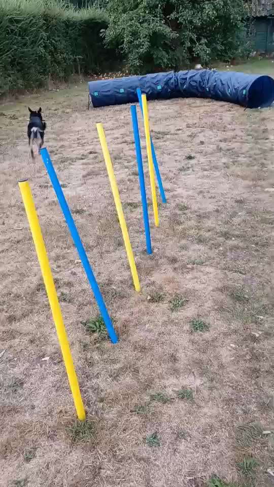 Alles rund um den Schäferhund, diskutieren erwünscht.-Beitrag-Bild