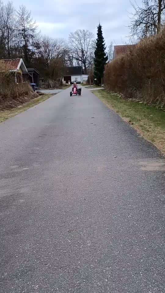 Hunde Memes-Beitrag-Bild