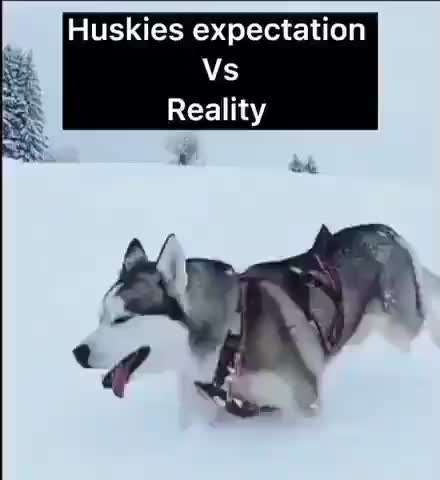 Hunde Memes-Beitrag-Bild