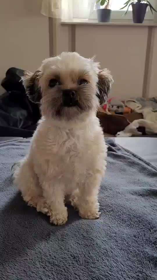 Mischlinge raten - Rätselspaß-Beitrag-Bild