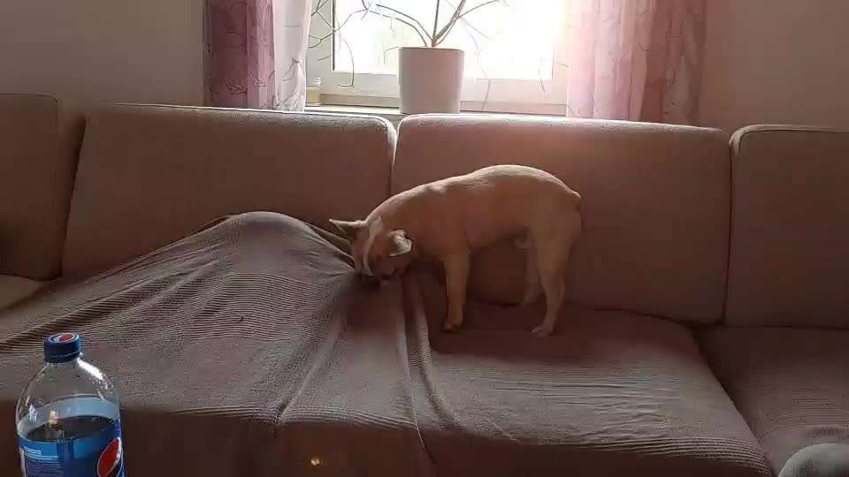 Hier ist der Spaßthread. Zum Schmunzeln und Kaputtlachen-Beitrag-Bild