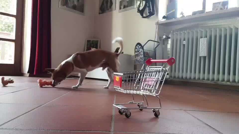 Trickdogging-Beitrag-Bild