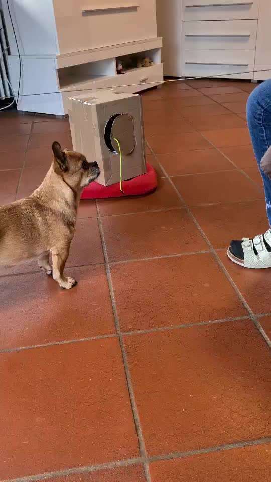 Trickdogging-Beitrag-Bild