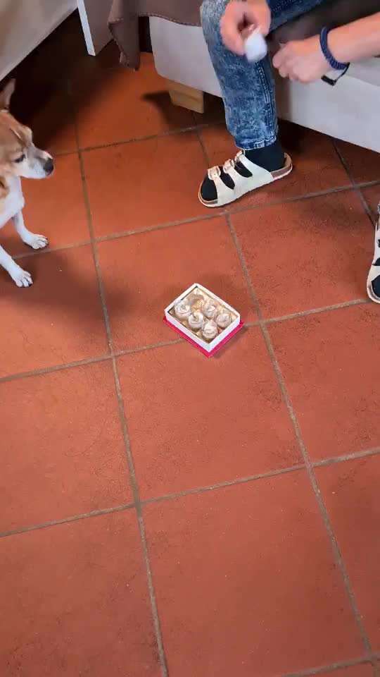 Nasenarbeit / Schnüffelspiele-Beitrag-Bild