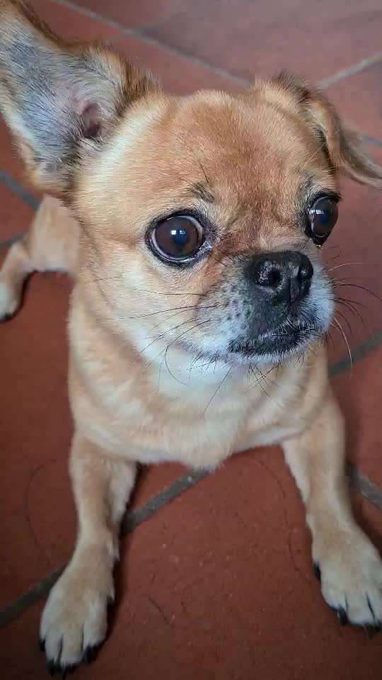 Impulskontrolle-Challenge Nr. 1: 10 Leckerli Spiel-Beitrag-Bild