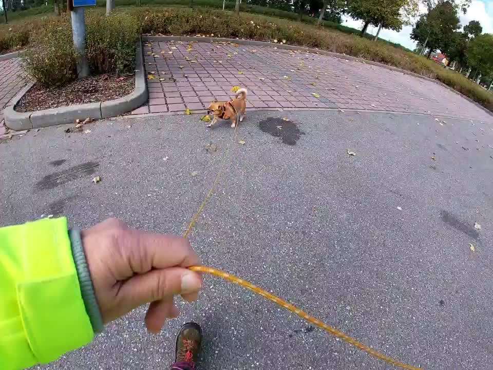 Mantrailing-Beitrag-Bild