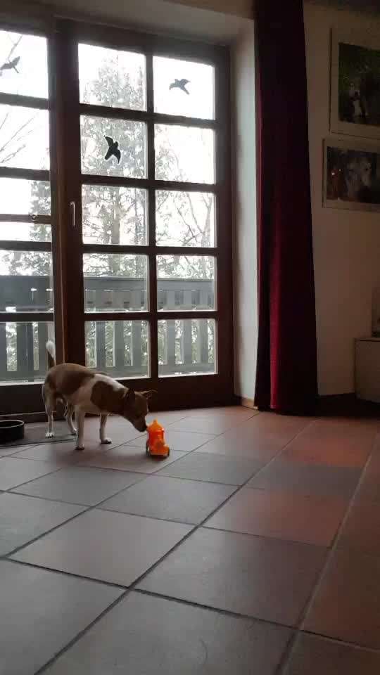 Trick Challenge Nr. 21 Treibball-Beitrag-Bild