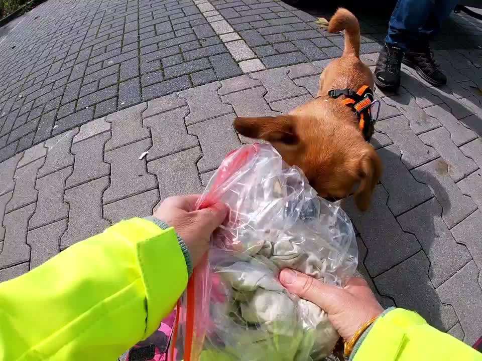 Mantrailing-Beitrag-Bild