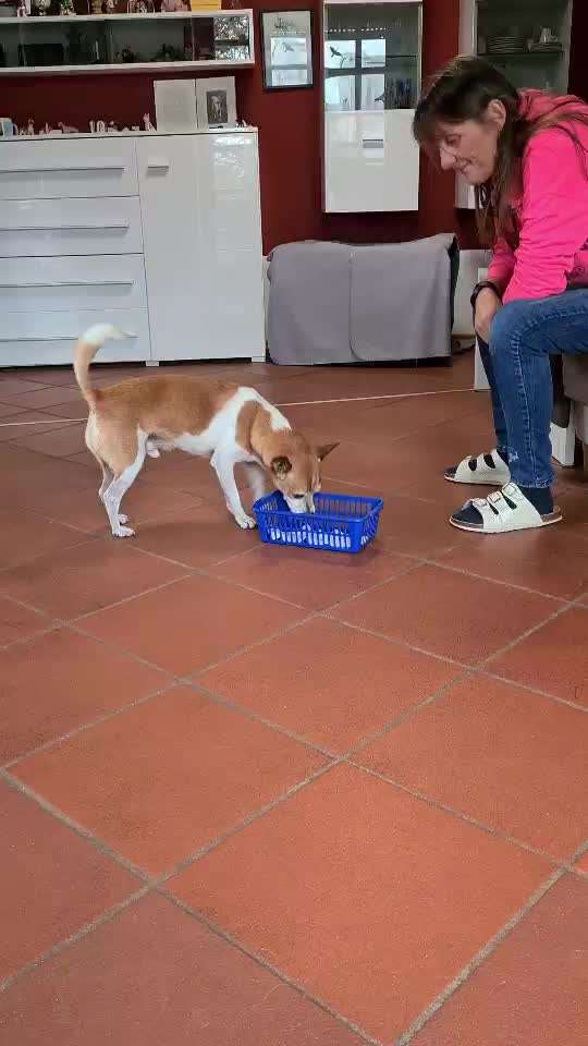 Trickdogging-Beitrag-Bild