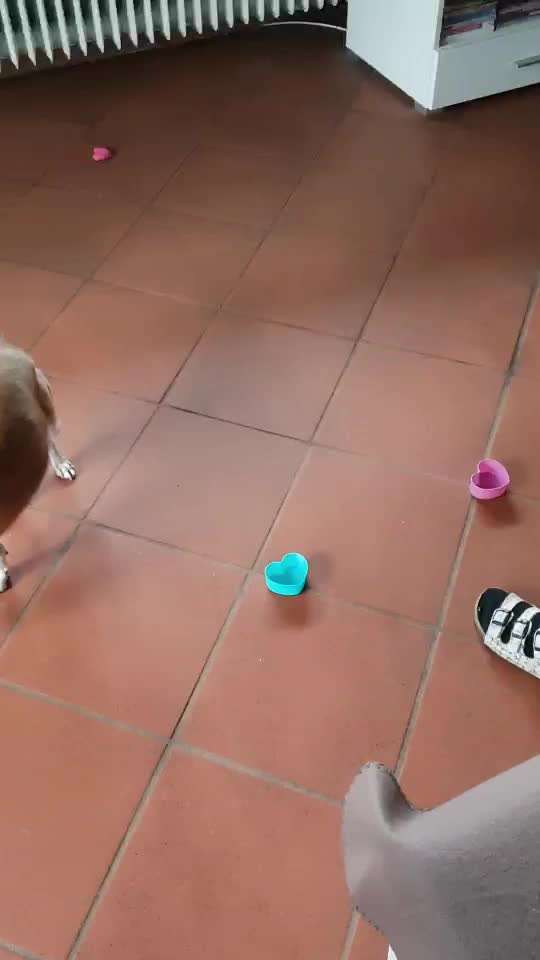 Trickdogging-Beitrag-Bild