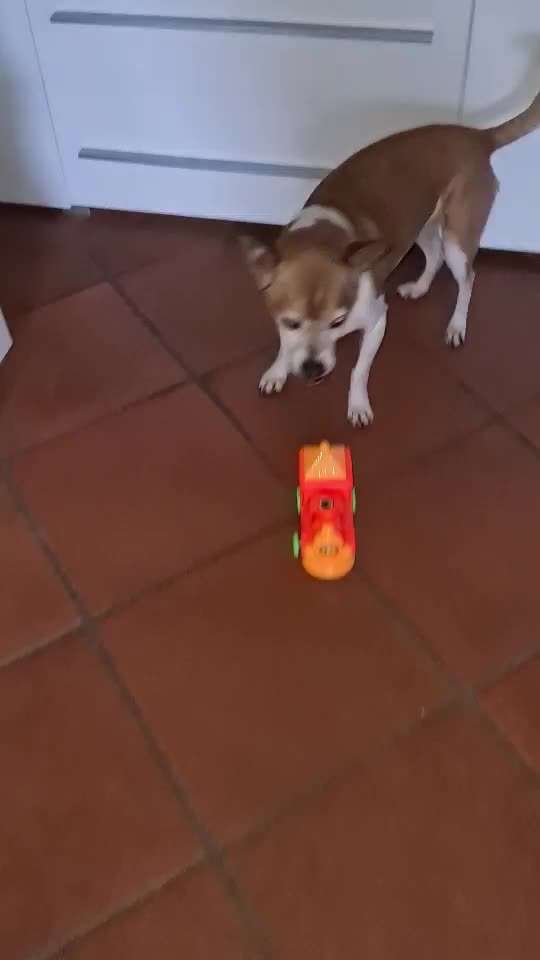 Trick Challenge Nr. 21 Treibball-Beitrag-Bild