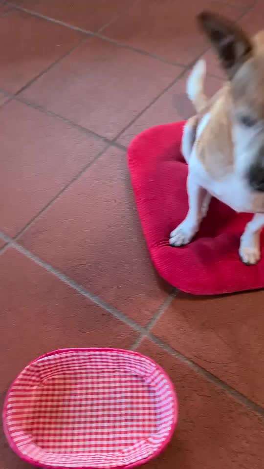 Trickdogging-Beitrag-Bild