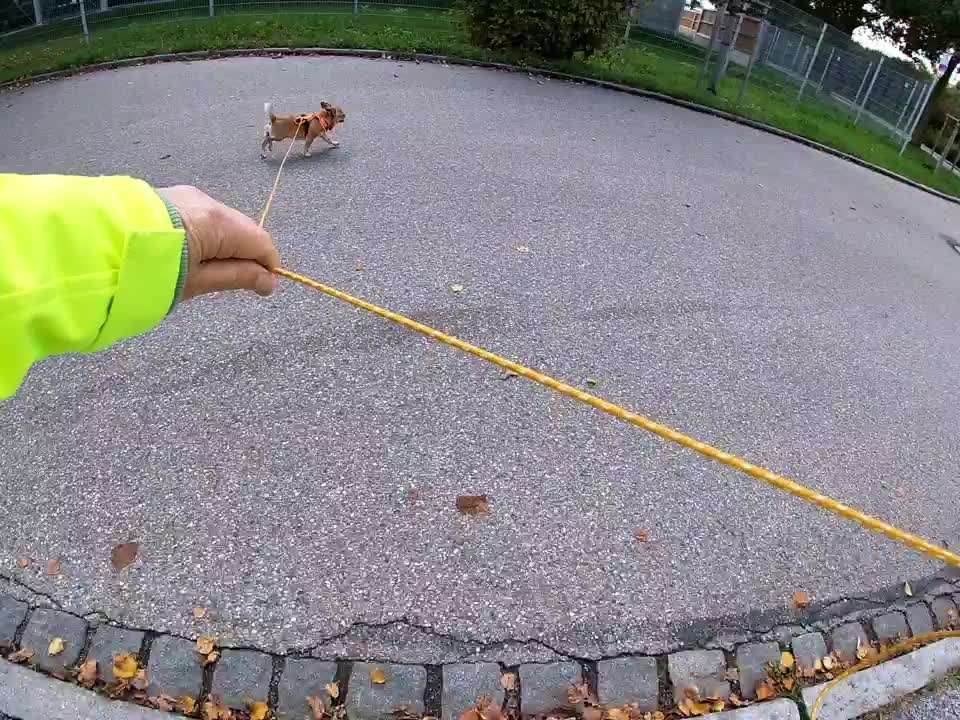 Mantrailing-Beitrag-Bild