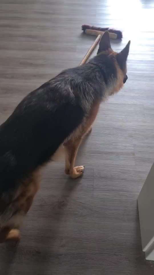 Alles rund um den Schäferhund, diskutieren erwünscht.-Beitrag-Bild