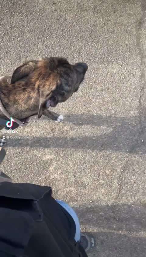 Hier ist der Spaßthread. Zum Schmunzeln und Kaputtlachen-Beitrag-Bild