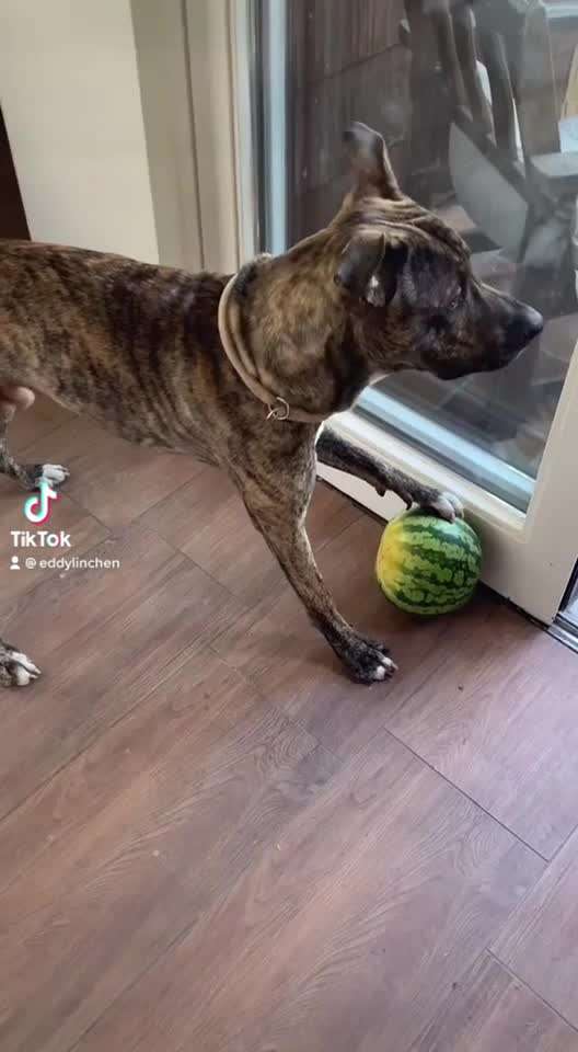 Zeigt hier Euer liebstes Video Eurer Hunde-Beitrag-Bild