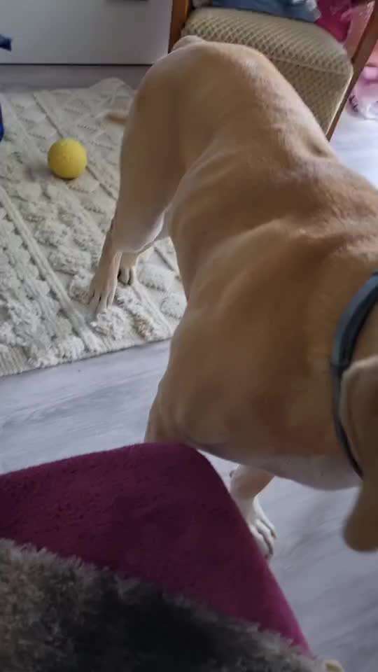 Humpeln des Hundes-Beitrag-Bild