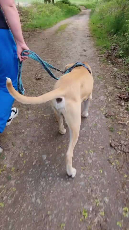 Humpeln des Hundes-Beitrag-Bild