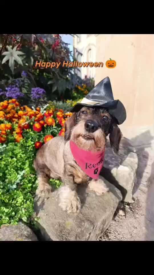 🎃🐶 Hund im Halloween-Kostüm – süß oder Stress pur?-Beitrag-Bild