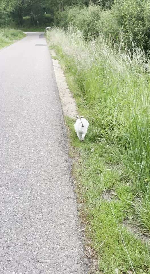 Patellaluxation?-Beitrag-Bild