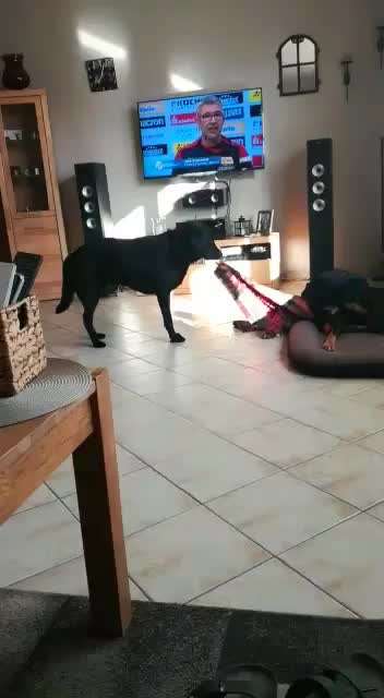 Zeigt hier Euer liebstes Video Eurer Hunde-Beitrag-Bild