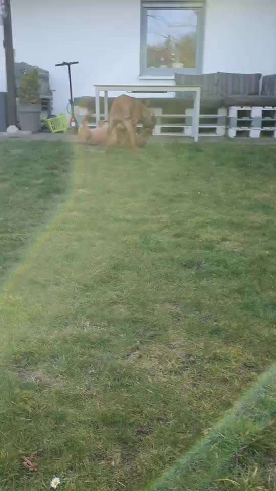 Rhodesian Ridgeback-Beitrag-Bild