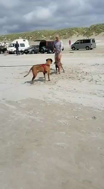 Rhodesian Ridgeback-Beitrag-Bild