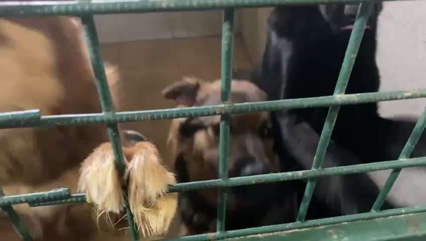 Vom Welpen zum Hund-Beitrag-Bild